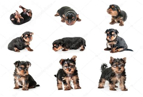 Stages of growth puppy yorkshire terrier Stock Photo by ©Katkov 101534026