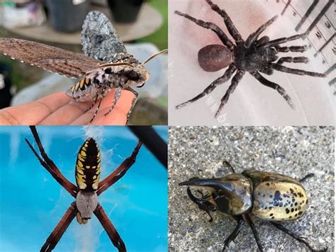 creepy bugs   give  halloween shivers  america