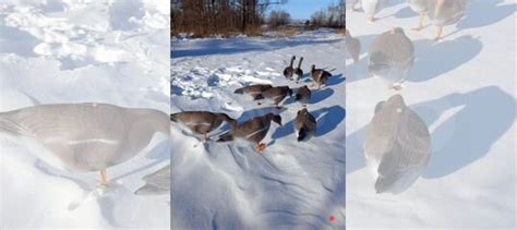 Чучела (профиля) гусей для охоты (15 комплектов) купить в Благовещенске ...