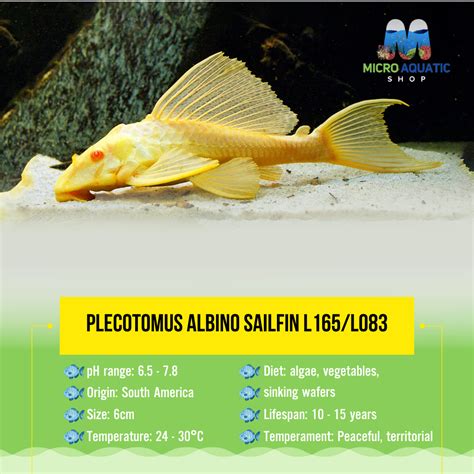 Shop Plecos & Catfish for Sale - Online and In-Store Australia | Micro ...