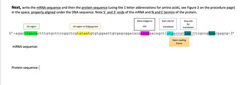 Solved what is the mRNA sequence and Protein sequence of the | Chegg.com