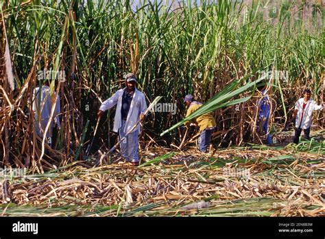 Sugar Cane Fiji Hi Res Stock Photography And Images Alamy