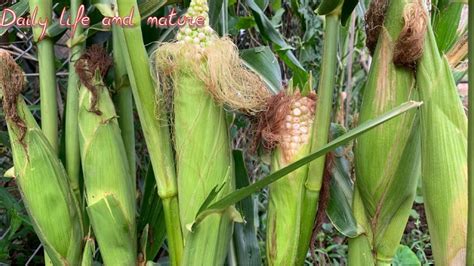 How To Grow Sweet Corn From Seeds Till Harvest Growing Sweet Corn From Sowing To Harvest Youtube