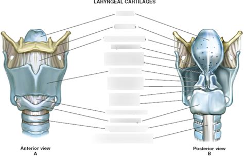 Laryngeal Cartilages Diagram Quizlet