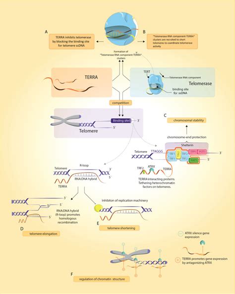 Telomeric Repeat Containing Rna Terra Physiological Functions And