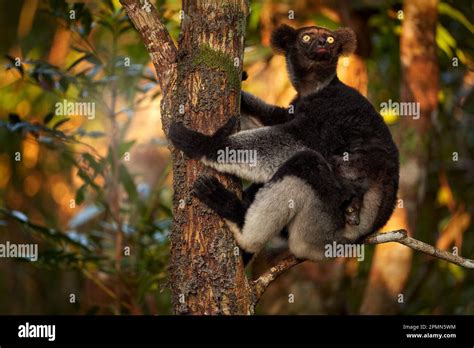 Wildtiere Madagaskar Babakoto Indri Indri Affe Mit Jungem Babe Junges Im Kirindy Forest