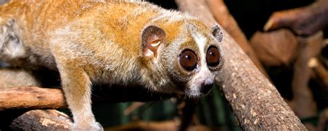 Pygmy Slow Loris Lincoln Park Zoo