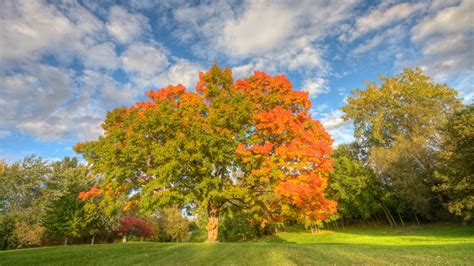 Types Of Maple Trees Identification Guide Chart And Species List