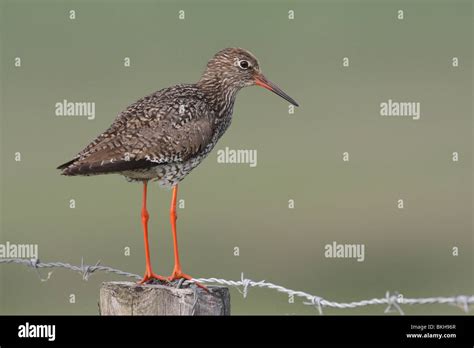 Tureluur Common Redshank Tringa Totanus Stock Photo Alamy