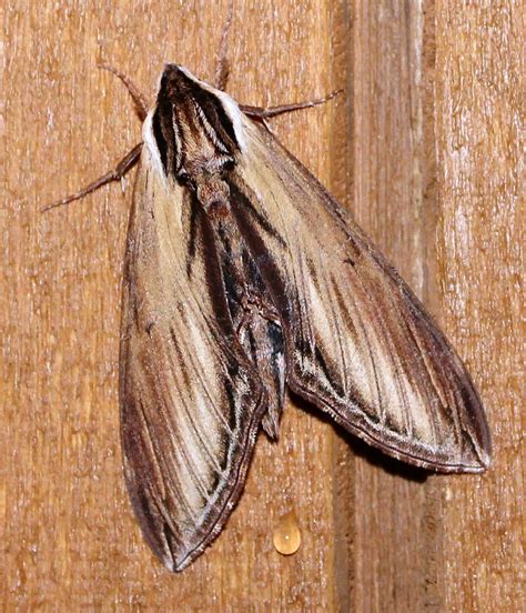 Laurel Sphinx Moth Identification Life Cycle Facts And Pictures