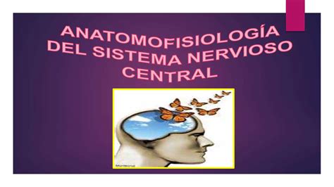 Anatomofisiolog A Del Sistema Nervioso Central Ppt