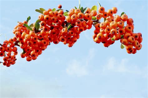 Fire Thorn Bush Tree Branch Free Photo On Pixabay Pixabay