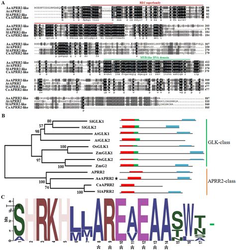 Multiple Sequence Alignment And Phylogenetic Analysis In Various