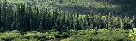 Pine River Trail to Weminuche Trail, Colorado - 95 Reviews, Map | AllTrails