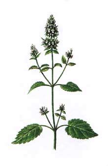 Котовник. Применение котовника в медицине.