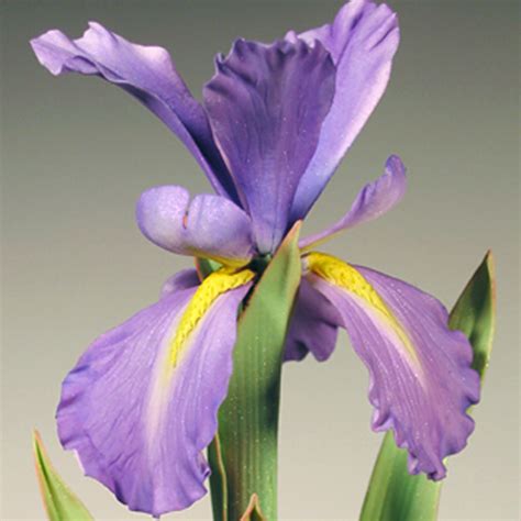 Dutch Iris Cutters World Of Sugar Art