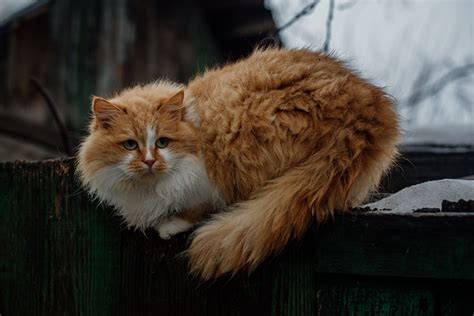 Как можно назвать кошку и почему нужно о ней заботиться