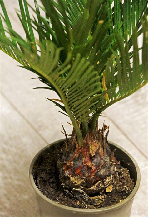 Цикас, саговник, пальма которая не пальма. | Home_Jungle_VN | Дзен