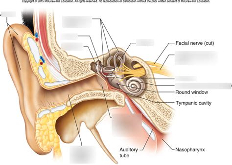 Ear Anatomy Diagram Quizlet