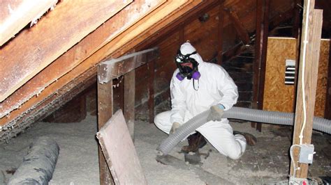 About Mold Mold Removal Toronto