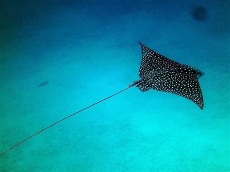 Spotted eagle ray - Facts, Diet, Habitat & Pictures on Animalia.bio