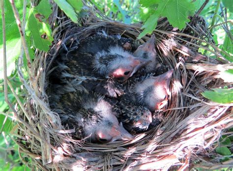 Red-winged_Blackbird_Nest - Dallas Arboretum and Botanical Garden Blog