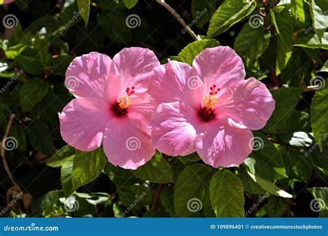 Bloom, Blooming, Blossom Picture. Image: 109896401