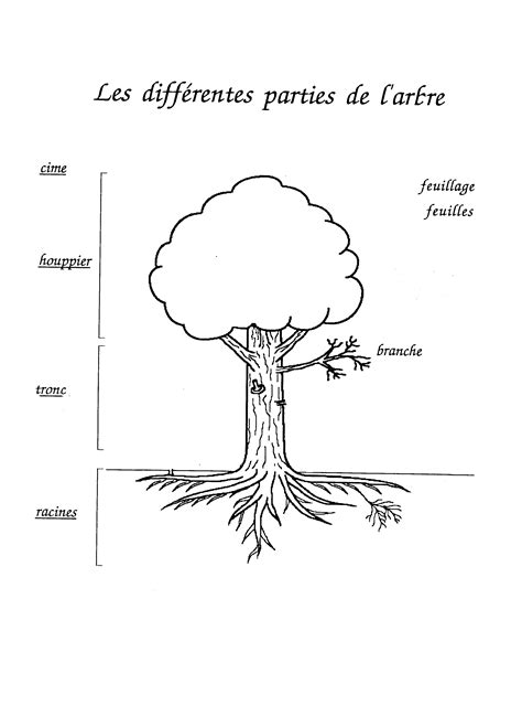 Reconnaitre Les Arbres Par Leur Tronc 3