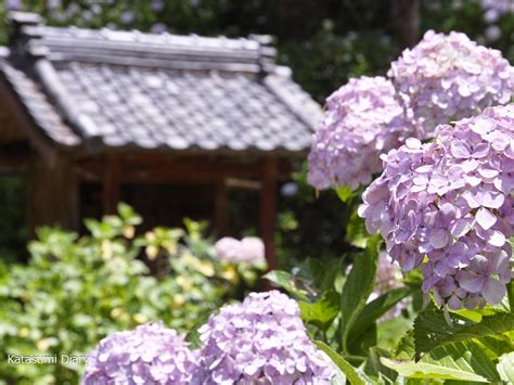 極楽寺の紫陽花「遠州の小京都」森町のあじさい寺 2025年見頃時期と開花状況･アクセスと駐車場 静岡県森町 | カタスミ日記