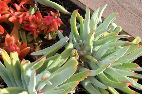 Cotyledon Long Fingers: Characteristics and Care | Succulent Alley