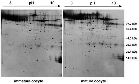 Ijms Free Full Text Comparative Proteomic Analysis Of Mature And