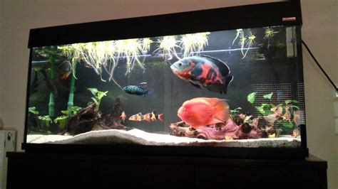 Oscar fish - YouTube