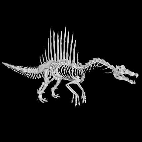 Spinosaurus Skeleton 3d Turbosquid 1886462