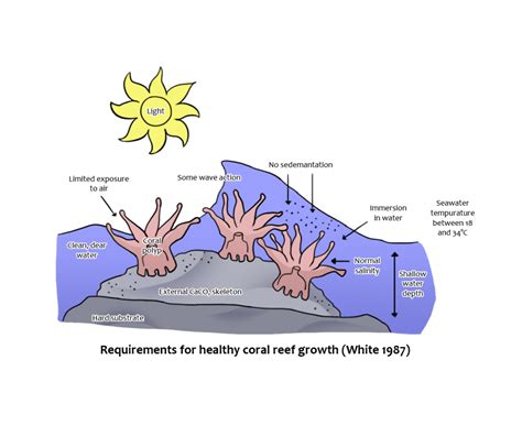 Coral Reef Diagram Labeled