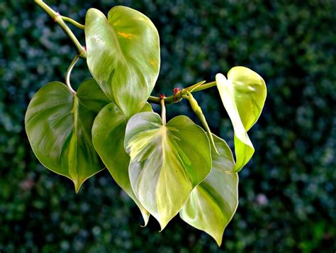 Green Leaves Heartleaf Free Photo On Pixabay Pixabay