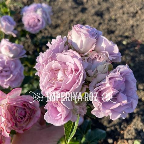 Лавендер Букет (Lavender Bouquet)