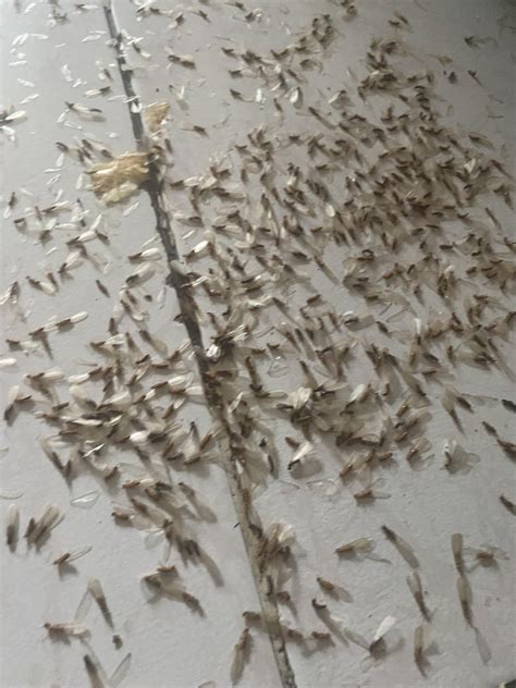 Woke Up To An Infestation Of These Bugs I Think They Eat Walls What