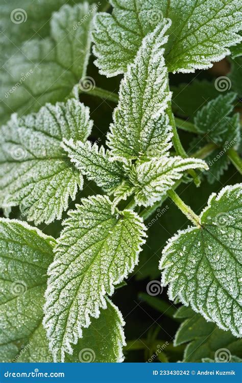 Bush Of Stinging Common Nettles Isolated On White Background Top View