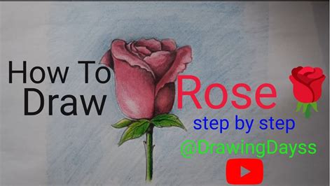 How To Draw Rose Learn How To Draw Red Rose Step By Step