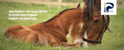 Suplementy dla koni, lekarstwa i pielęgnacja - Sklep WetFarma