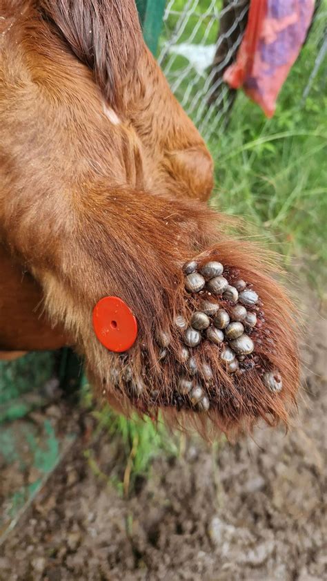 Ticks In South Africa Are Becoming Resistant To Pesticides And May