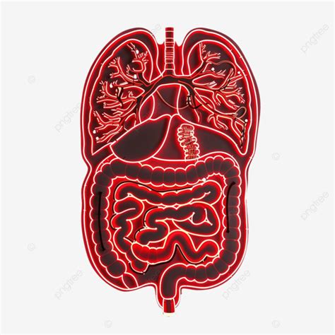 Sistema Digestivo Neon Vermelho Cor Imagem Estilo Simples Png Néon