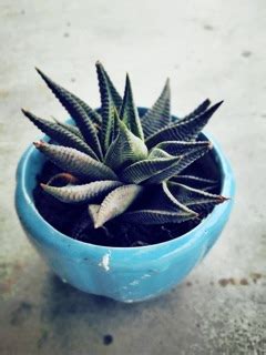 มาเวยน Haworthia limifolia ไมรวมกระถาง Shopee Thailand