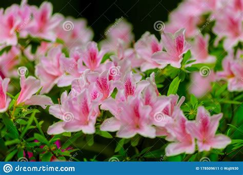 Beautiful Blooming Azalea In The Garden Stock Image Image Of Leaf