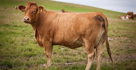 Bull Vs Cow What Are The Differences A Z Animals