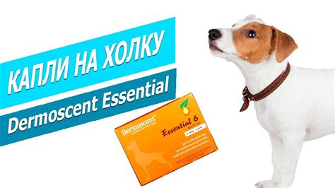 Капли на холку для собак Dermoscent Essential | Обзор Дермоссент ...