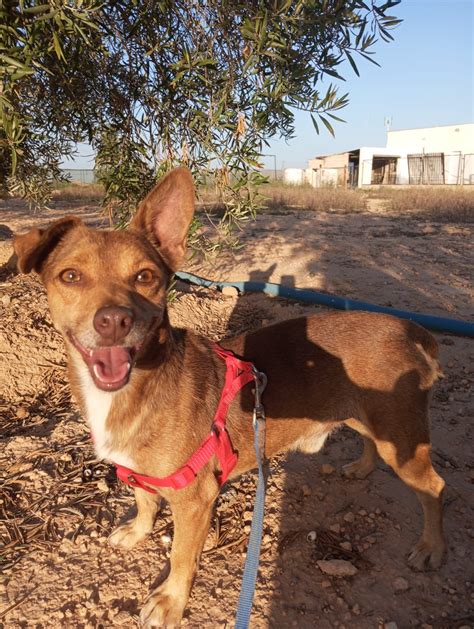 Adoption de Sonic maria Petit chien chien croisé petit région Occitanie