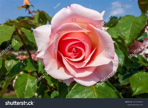 Splendid Specimen Rose Roberto Capucci Bloom Stock Photo 2175736437 ...