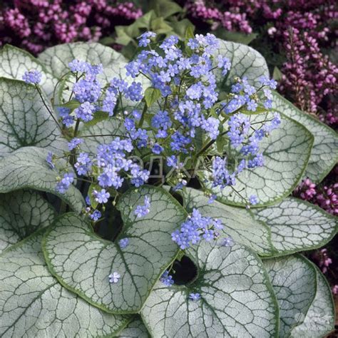 Бруннера крупнолистная "Джек Фрост" (Jack Frost) | отзывы