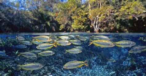 Piraputanga Fish In Sucuri River, Brazil - Free Nature Pictures